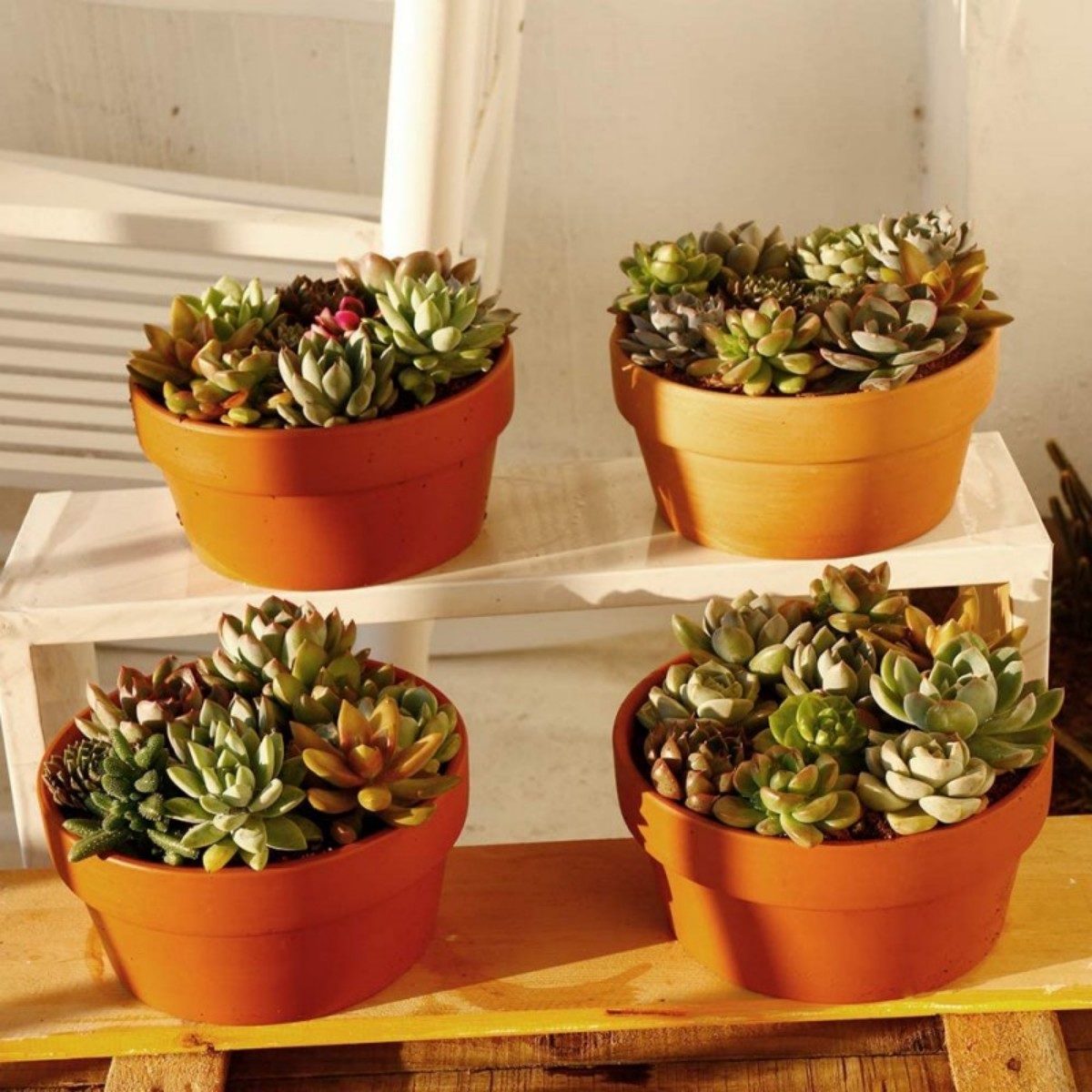 6 PCS Terracotta Buld Pots 3.5 - огляд і ціна Cactus Mix Pot